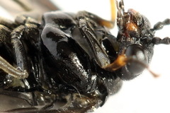 Stethomostus fuliginosus