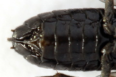 Stethomostus fuliginosus