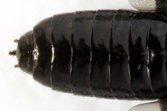 Stethomostus fuliginosus