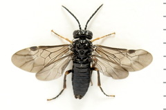 Stethomostus fuliginosus