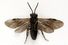 Stethomostus fuliginosus