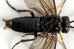 Stethomostus fuliginosus