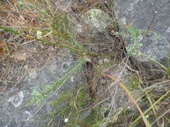 Euphorbia genistoides
