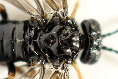 Stethomostus fuliginosus