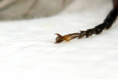 Stethomostus fuliginosus