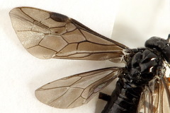 Stethomostus fuliginosus