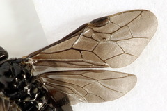 Stethomostus fuliginosus