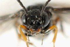 Stethomostus fuliginosus