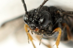 Stethomostus fuliginosus