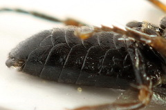 Stethomostus fuliginosus