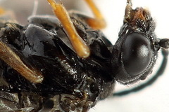 Stethomostus fuliginosus