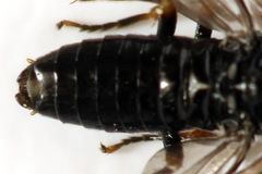 Stethomostus fuliginosus