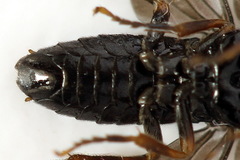 Stethomostus fuliginosus