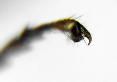 Stethomostus fuliginosus