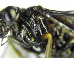 Stethomostus fuliginosus