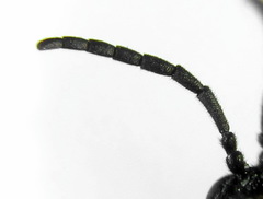 Stethomostus fuliginosus