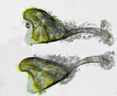 Stethomostus fuliginosus