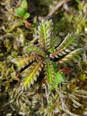 Leptinella calcarea