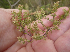 Globulariopsis tephrodes