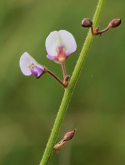 Desmodium marilandicum