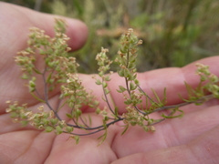 Globulariopsis tephrodes