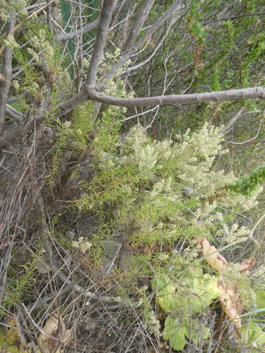 Ash Clusterbush (Globulariopsis tephrodes)