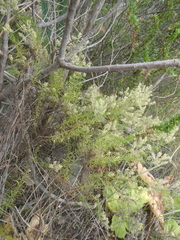 Globulariopsis tephrodes