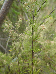 Globulariopsis tephrodes