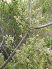 Globulariopsis tephrodes