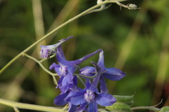 Delphinium cyananthum