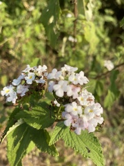 Lantana indica