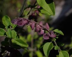 Prostanthera melissifolia