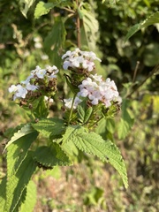 Lantana indica
