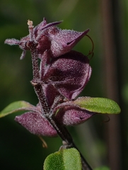 Prostanthera melissifolia