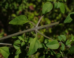 Prostanthera melissifolia