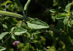 Prostanthera melissifolia