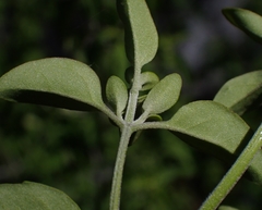 Prostanthera melissifolia
