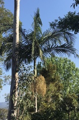 Archontophoenix alexandrae
