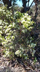 Diosma aspalathoides
