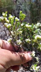 Diosma aspalathoides