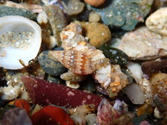 Pseudamycla dermestoidea