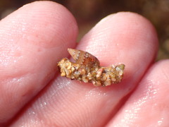 Pseudamycla dermestoidea