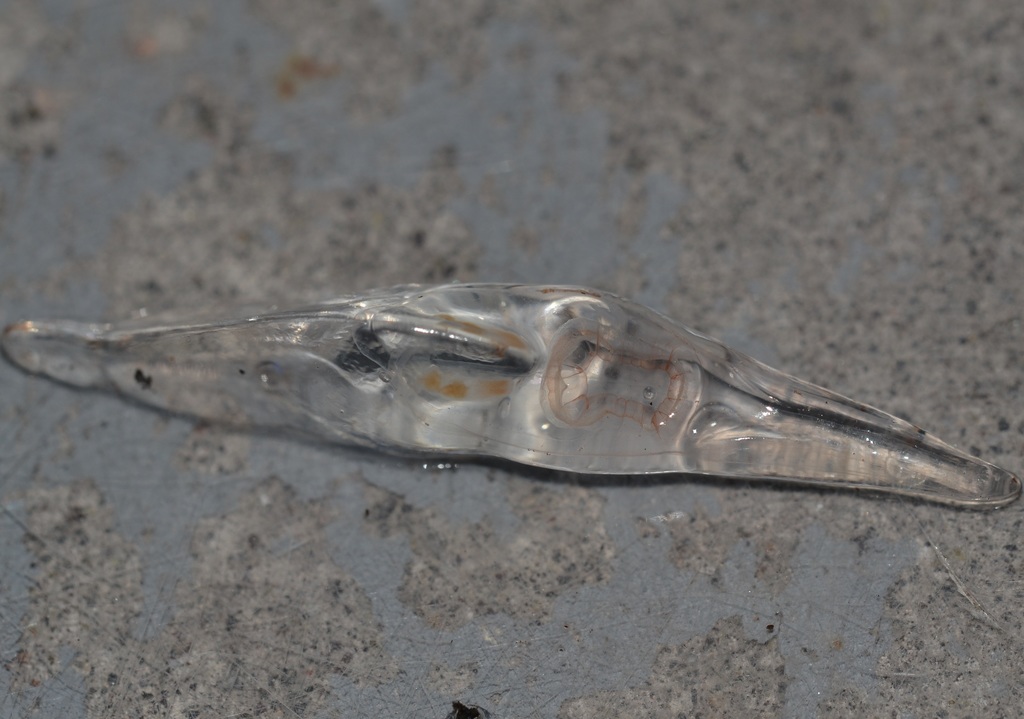 Nectopyramis natans