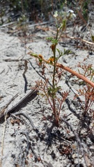 Steirodiscus speciosus