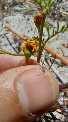 Steirodiscus speciosus