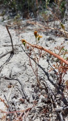 Steirodiscus speciosus