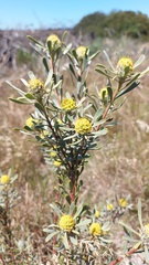 Leucadendron cinereum