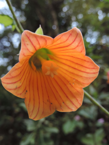 Canarina eminii image