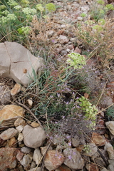 Limonium cancellatum