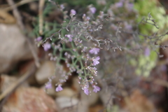 Limonium cancellatum